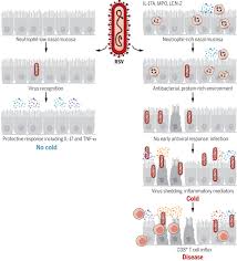 Bronchiolitis is inflammation of small air passages in. Neutrophilic Inflammation In The Respiratory Mucosa Predisposes To Rsv Infection Science