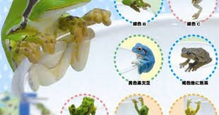 putitto tree frog 12pack box kitan club tree frogs wall collage hobby shop