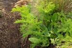 Image result for Afrosciadium rhodesicum