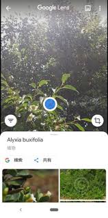 Googleレンズで植物の名前が簡単にわかります ブーさんとキリンの生活