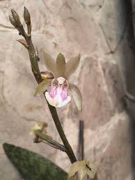 Image result for Oeceoclades maculata × quadriloba