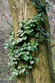 Image result for Astropanax goetzenii