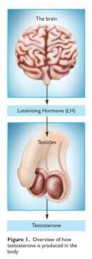 Les souris mâles mutantes, ont un tractus urogenital complet et sont fertiles. Faible Taux De Testosterone Symptomes Traitement Urologue Montreal