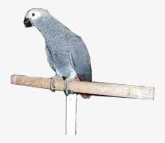 This makes it suitable for many types of projects. Download All Parrots Png Images And Transparent S To African Grey Png Image Transparent Png Free Download On Seekpng