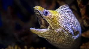 The Mystery Of Eels Full Episode Nature Pbs