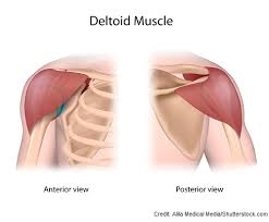 26 in the setting of hr+ metastatic breast cancer fulvestrant, an estrogen receptor antagonist, is indicated for How To Administer An Intramuscular Injection In The Deltoid Muscle Using Z Track Technique