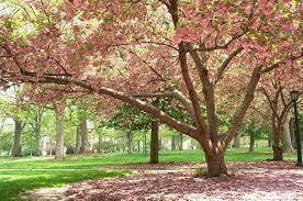 By the second year, roots should be established well enough to seek out their own water and. Nc Flowering Tree Spring Flowering Trees Pink Flowering Trees Flowering Trees