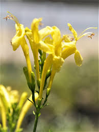 Image result for Tecomaria capensis