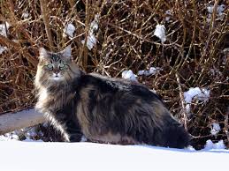 Norwegian forest cat rescue information: Woman Sues New Owner For Not Letting Adopted Cat Sleep In Her Bed