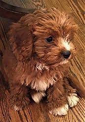 Miss october mother is a cavapoo and dad is red miniature poodle. Morning Side Cavapoos Tx Cavapoo For Sale Cavapoo Puppies