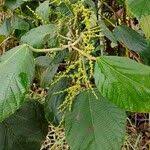 Image result for Alchornea cordifolia