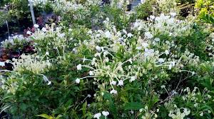 Image result for Clerodendrum incisum