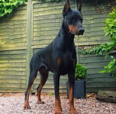 Pure breed doberman puppies born july 24 are ready for their forever families. Black Doberman Doberman Dogs Doberman Pinscher Doberman Pinscher Dog