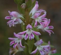 Image result for Satyrium trinerve