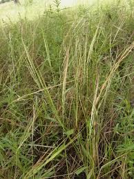 Image result for Oryza longistaminata