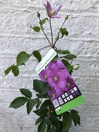 Check spelling or type a new query. Clematis Comtesse De Bouchaud Forest Plants And Trees Selling Plants And Trees In Lymington Hampshire And Surrounding Areas Low Prices Guaranteed