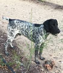 Maybe you would like to learn more about one of these? German Shorthaired Pointer Puppies Breeders In Ohio 2021 Pupkits