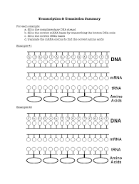2 mrna chart small paper and amoeba sisters dna vs. Translation Practice Worksheet Answers Pdf Fill Online Printable Fillable Blank Pdffiller
