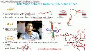 The life cycle of an mrna in a eukaryotic cell. Mrna Trna And Rrna Youtube