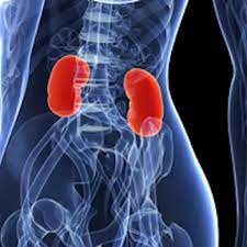 Lumps (which are not always malignant, but are always worth having a veterinarian examine). Kidney Cancer The Most Common Symptoms