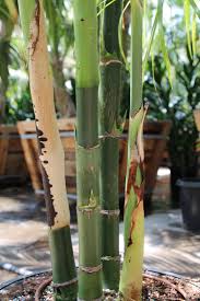 Image result for Chamaecrista plumosa