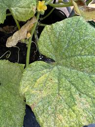 Image result for spider mites on cucumbers