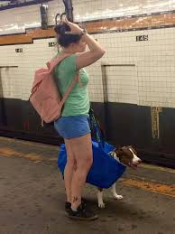 Image result for dog in bag in subway