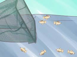 How To Help Guppy Fry Grow 10 Steps With Pictures Wikihow