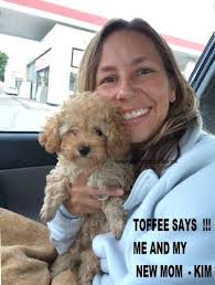 Teacup Poodles, Teacup Poodle Puppies For Sale Teacup Poodle Puppies Teacup  Poodles Tiny Toy Poodles