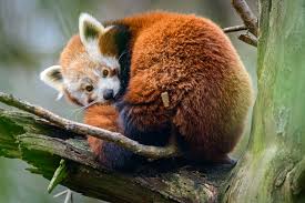 Za jeden den „procestujete čtyři kontinenty a seznámíte se s 216 druhy zvířat. Evjij7h2yilicm