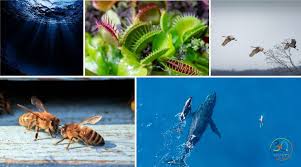 Secretos ocultos en la naturaleza