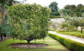 e is for espaliers victorian gardens british garden beautiful gardens