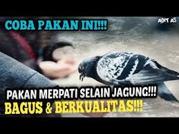 Pakan yang paling umum diberikan adalah jagung, selain mudah didapatkan dipasaran juga murah harganya. Pakan Merpati Selain Jagung Murah Berkualitas Youtube