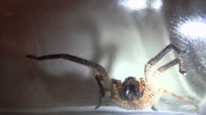 Sie wird als giftigste spinne der welt angesehen. Angriff Von Giftiger Todlicher Bananenspinne Brasilianische Wanderspinne Kammspinne Tod War Da Youtube