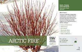 What is the botanical name for red twig dogwood? Cornus Arctic Fire Red Twig Dogwood 11x7 Variety Benchcard Proven Winners
