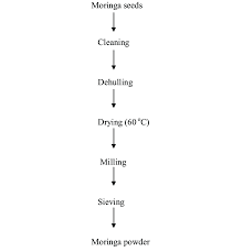 flow chart for the production of moringa powder download