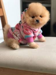 Satilik Pomeranian Boo Satilik Pomerian Boo Yavrularimiz Geldi Kopek Kopekseverler Kopeksahiplendirme Kopekyavrusu Evcilhayvan Kopek Evcil Hayvanlar