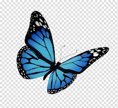 Butterfly 16 png files ( part 2).watercolor hand painting. Blue Black And White Butterfly Monarch Butterfly Flight Butterfly Transparent Background Png Cli Butterfly Drawing Butterfly Watercolor Butterfly Clip Art