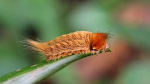 Ulat Asp atau Puss Caterpillars, Ulat Bulu Paling Beracun di Amerika Serikat - Nawacita