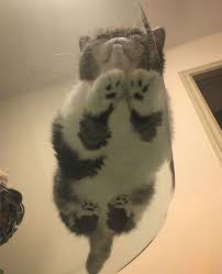 Pancy On Glass Cat Sitting Funny Cat Pictures Cats
