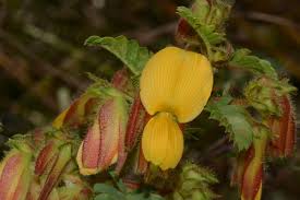 Image result for Kotschya uguenensis