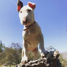Get 3d Bull Terrier Free Stickers Bull Terrier Best Dog Food Best Dogs