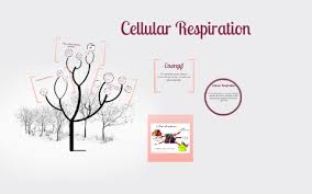 Water math(h_2o)/math and glucose math(c_6h_12o_6). Cellular Respiration By Marissa Kurtz