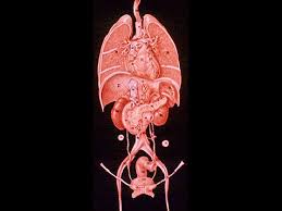 Der brustkorb herz und lunge und der schädelknochen das gehirn. Forscher Entdecken Neues Organ Im Menschlichen Korper Es Konnte Das Grosste Sein Business Insider