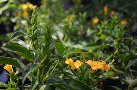 Image result for Barleria galpinii