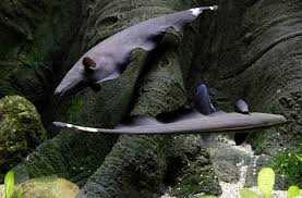 They originate in freshwater habitats in south america where ranging from. Black Ghost Knifefish Species Profile Aquariumdomain Com