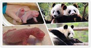 Giant Panda Facts 15 Interesting Facts About Giant Pandas