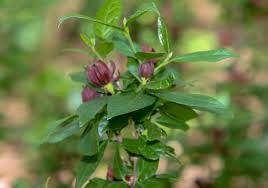 337 likes · 51 talking about this · 12 were here. Search Our Plants By Plant Characteristic Cure Nursery