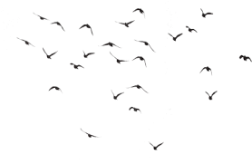 Free high resolution images birds flying, animal, bird, group, nature, sky. Download Bird Silhouette Group Pigeons Flying Flock Png Full Size Png Image Pngkit