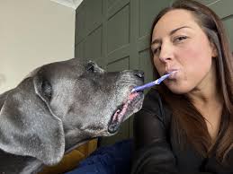 Can we see some silly pics? : r/greatdanes